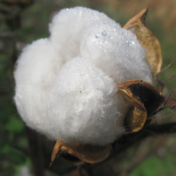 Cotton